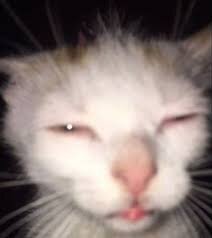 cat-squinting.jpeg