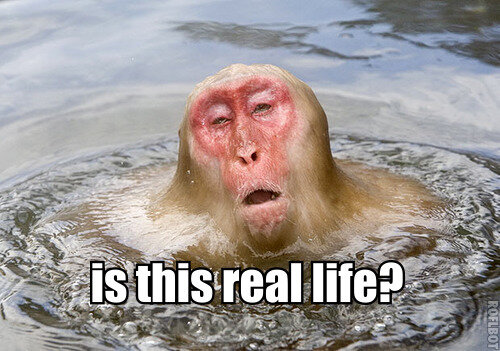 real life monkey.jpg