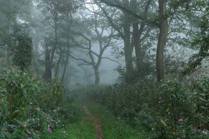 forest_fog4.jpg