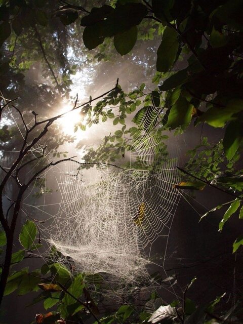 sunlight_spiderweb.jpg