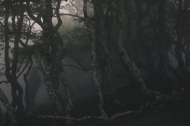 fog_forest3.jpg
