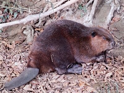 Beaver.jpg