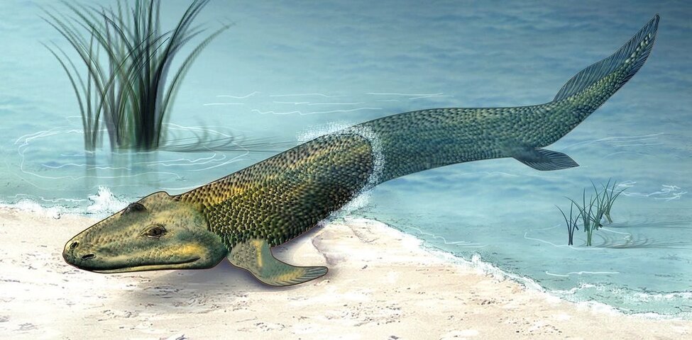 Tiktaalik.jpg