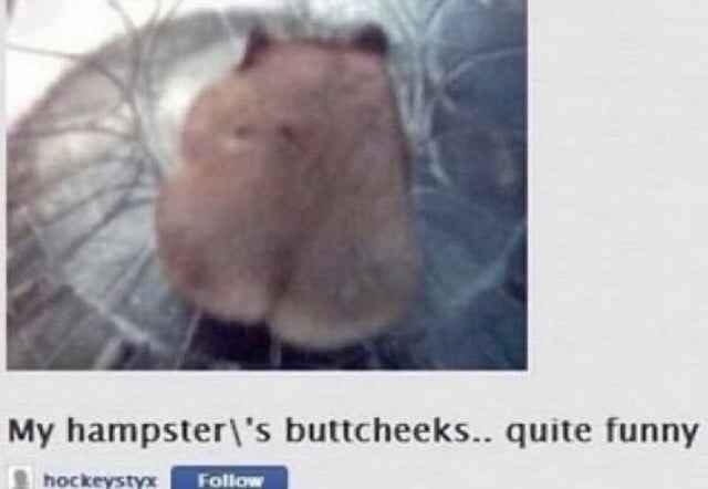 hamster ass.jpg