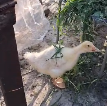 ducke.png