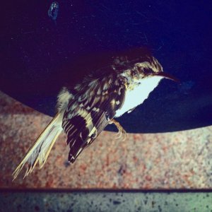 Criminal Zones, by First Kings