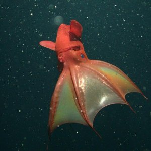 vampire squid.jpg