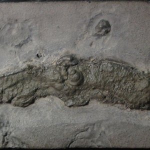 vampire squid fossil.jpg
