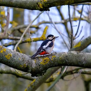 woodpecker (1 of 1).jpg