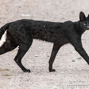 black serval.jpg