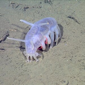 Weird-animals-the-sea-pig-aka-Scotoplanes-globosa-with-crab-MBARI-research-d510d60.jpg