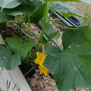 cucumberinudation.png