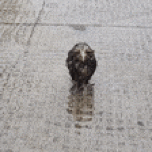wet bird.gif